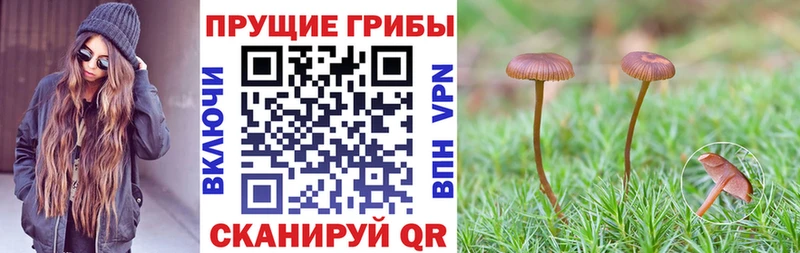 Псилоцибиновые грибы Cubensis Октябрьск